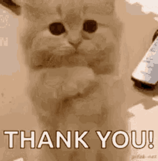 Thank You GIF Thank You Cat Discover & Share GIFs