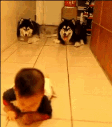 Baby Animal Gifs Tenor