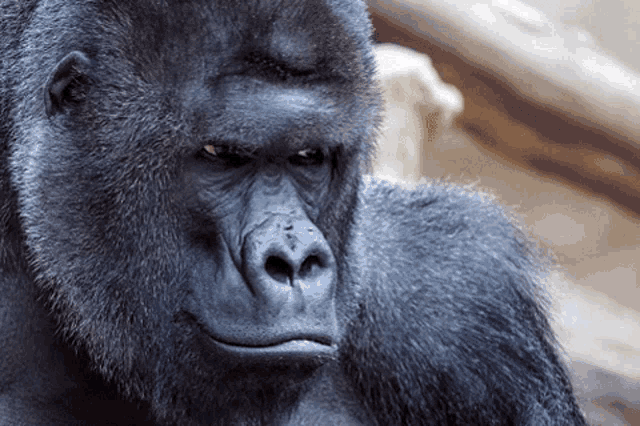 Gorilla Angry Gorilla Gif Gorilla Angry Gorilla Kizgin Goril Discover Share Gifs