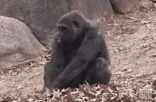 Leaves Gorilla Gifs Tenor