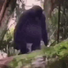 Monkey Fall Gifs Tenor