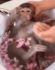 Monkey In Bath Gifs Tenor