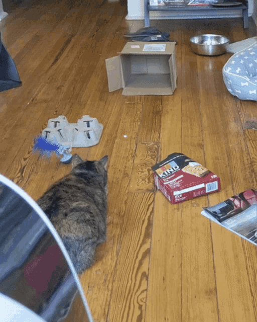 Box Cat GIF Box Cat Laser Pointer Discover & Share GIFs