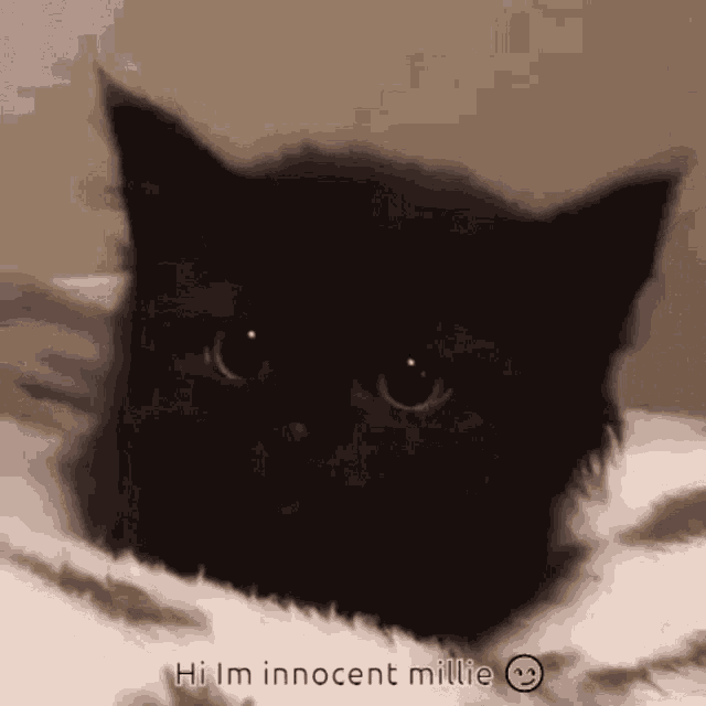 Millie Cat GIF Millie Cat Cute Discover & Share GIFs