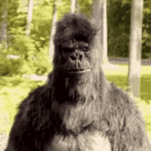 Gorilla Face Gifs Tenor