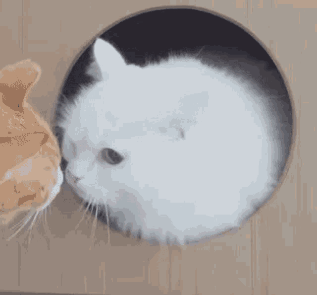 Cat Hiss GIF Cat Hiss Angry Discover & Share GIFs