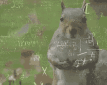 Squirrel Brain GIF Squirrel Brain Squirrel Math