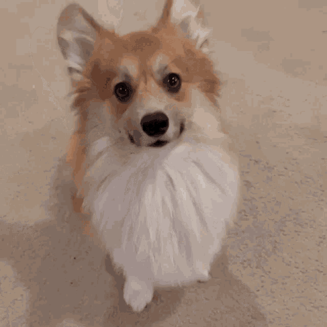 Ellie The GIF Ellie The Fluffy Discover & Share GIFs