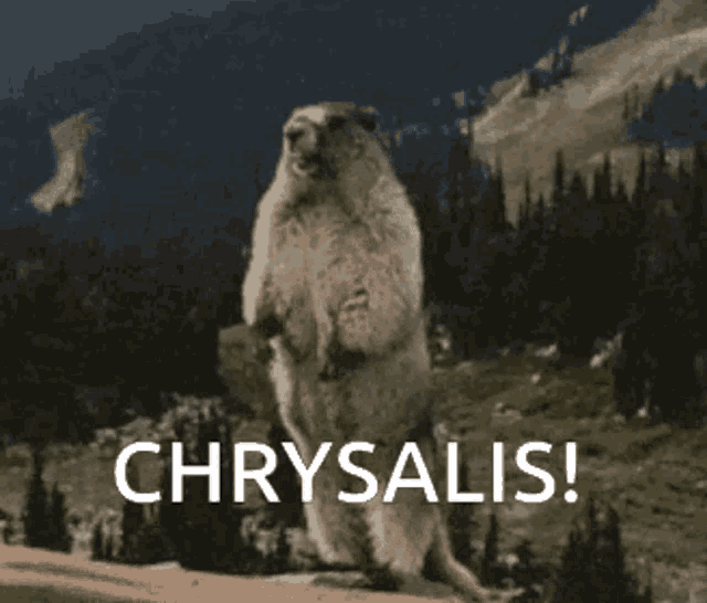 Chrysalis GIF Chrysalis Discover & Share GIFs