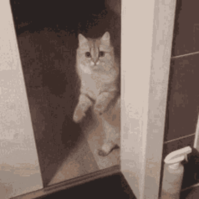 Door Hide GIF Door Hide Close Discover & Share GIFs