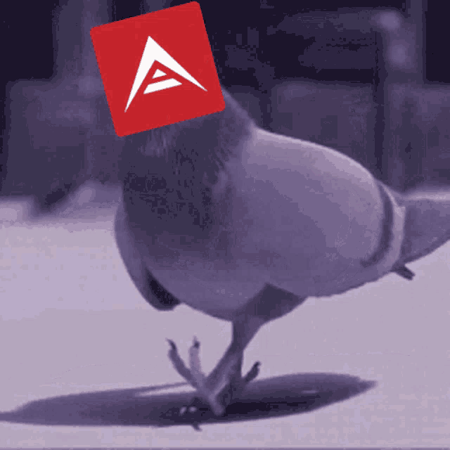 Ark Crypto GIF Ark Crypto Pigeon Discover & Share GIFs