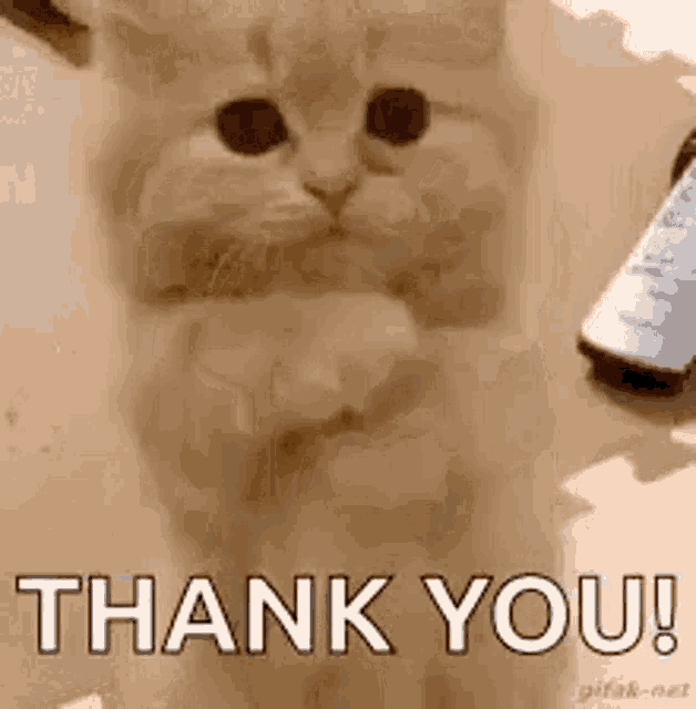 Praying Cat GIF Praying Cat Please Discover & Share GIFs