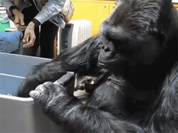 Gorilla Kitten Gif Gorilla Kitten Cuddle Discover Share Gifs