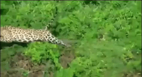 Leopard Hunting Crocodile Gifs Tenor