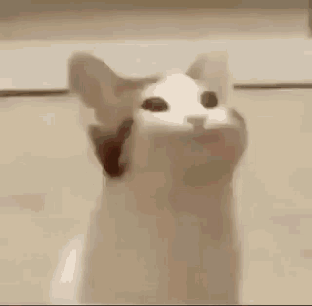 Funny Cat GIF Funny Cat Discover & Share GIFs