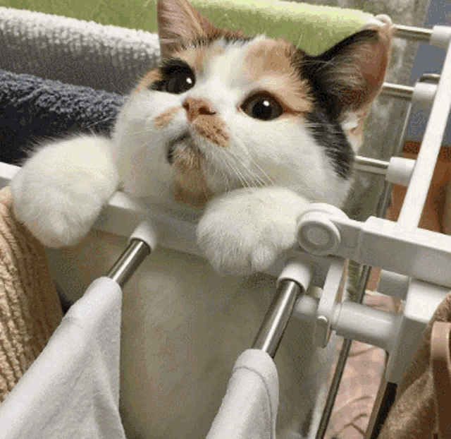 Cat Kitty GIF Cat Kitty Meow Discover & Share GIFs