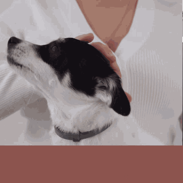 Moving With Pets GIF Moving With Pets Discover & Share GIFs