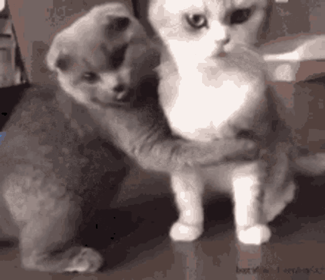Cat Love GIF Cat Love Lady Discover & Share GIFs
