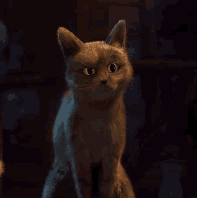 Kot Cat GIF Kot Cat Kotek Discover & Share GIFs