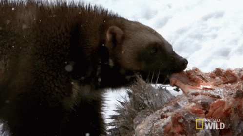 Wolverine Animal Gif Wolverine Animal Meat Discover Share Gifs