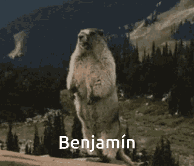 Yeah Benjamin GIF Yeah Benjamin Shoutingsquirrel Discover & Share GIFs