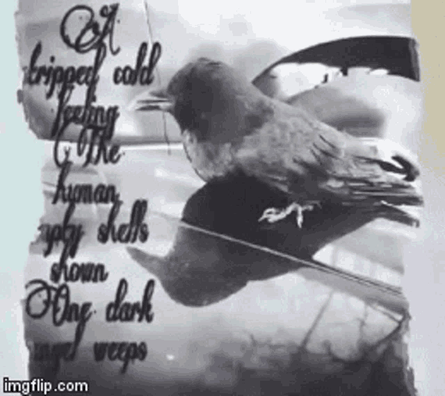 Dark Crow GIF Dark Crow Poem Discover & Share GIFs