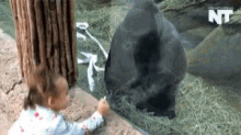 Gorilla Giving Finger Gifs Tenor