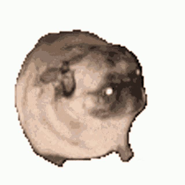 Pug GIF Pug Discover & Share GIFs