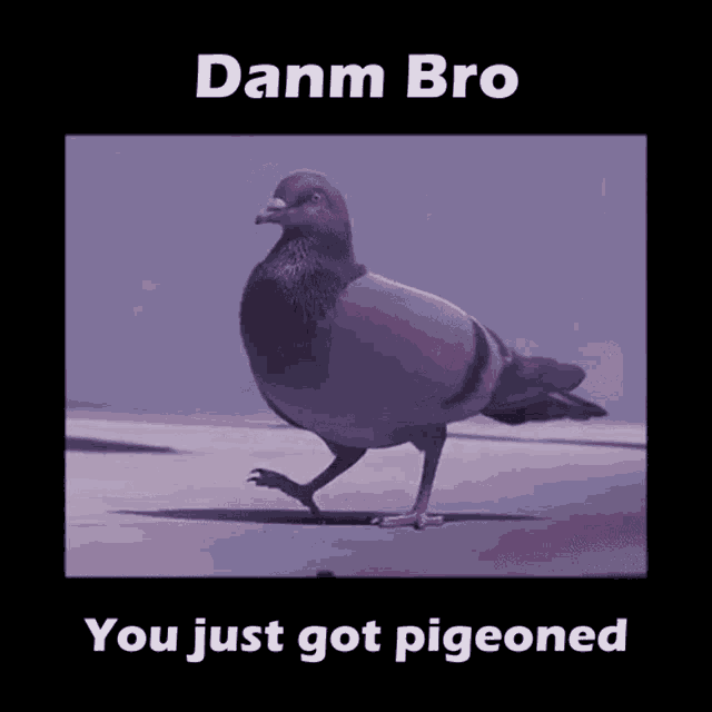 Pigeon Get Pigeoned GIF Pigeon Get Pigeoned Pigeoned Discover