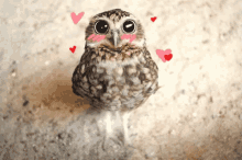 Baby Owl Gifs Tenor