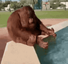 Monkey Bath Gifs Tenor