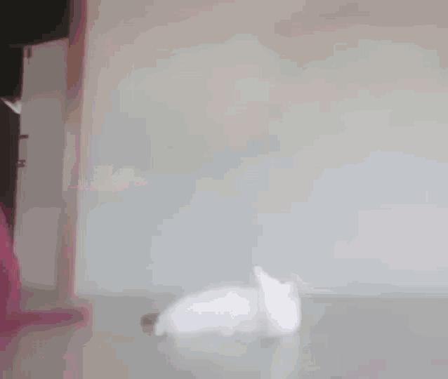 Cat Eating GIF Cat Eating Discover & Share GIFs