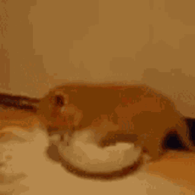 Kitty Milk GIF Kitty Milk Falling Discover & Share GIFs