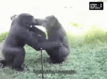 Gorilla Hug Gif