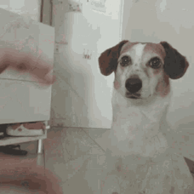 Dog GIF Dog Discover & Share GIFs
