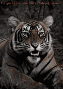 Tigre Gifs Tenor