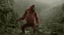 Monkey Dance Gifs Tenor