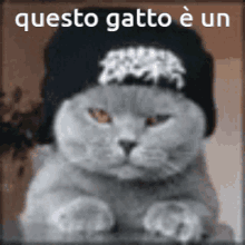 Gatto Gifs Tenor