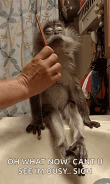 Monkey Grooming Gifs Tenor