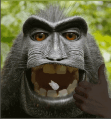 Monkey Thumbs Up Gifs Tenor