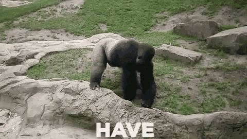 Gorilla Poo Gif Gorilla Poo Throws Discover Share Gifs
