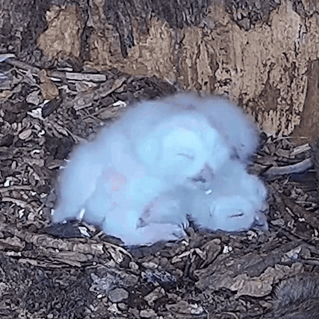 Sleeping Robert E Fuller GIF Sleeping Robert E Fuller Baby Owl
