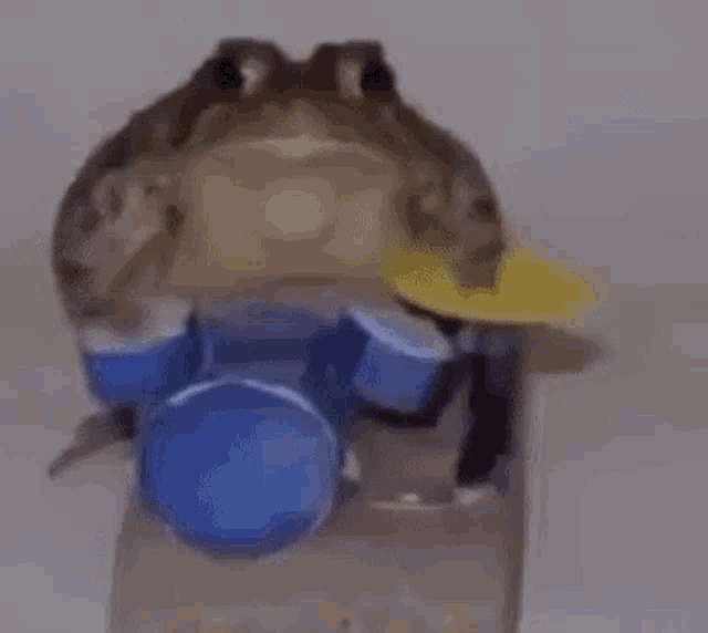 Frog Drummer GIF Frog Drummer Drums Discover & Share GIFs