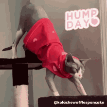 Hump Day Cat Gifs Tenor