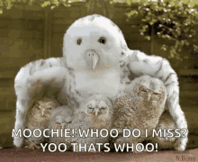Baby Owl Gifs Tenor