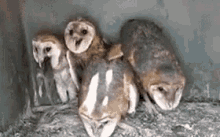 Creepy Owls Gif Gifs Tenor