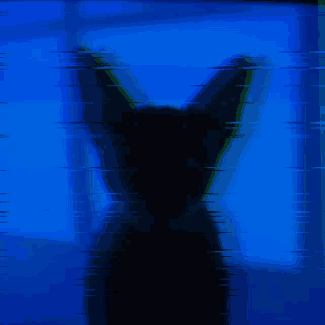 Cat GIF Cat Discover & Share GIFs