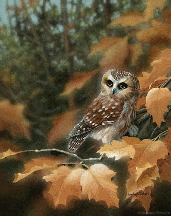 Beautiful Owl Gif Beautiful Owl Blink Discover Share Gifs