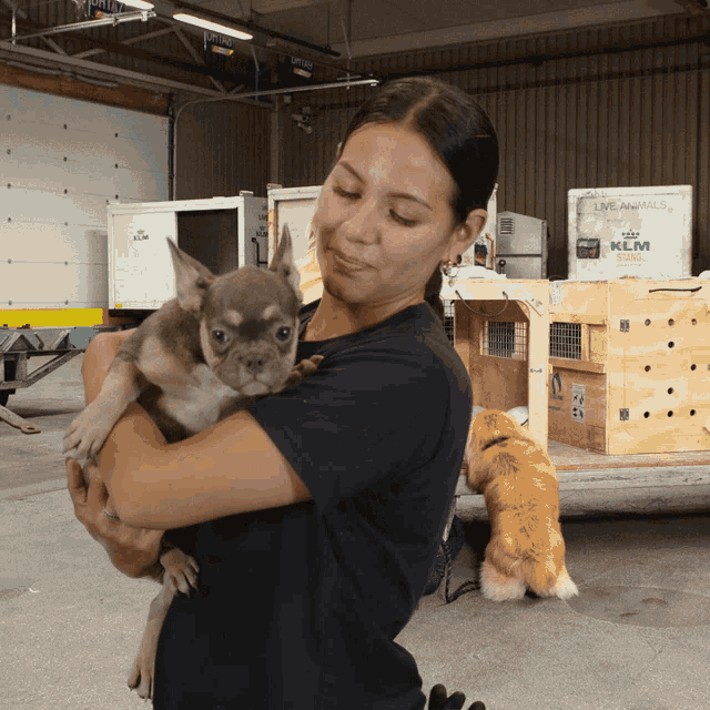 Klm Animals GIF KLM Animals Animal Discover & Share GIFs