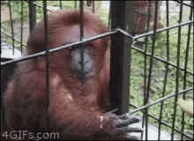 Monkey Eating Banana Gifs Tenor